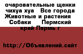 очаровательные щенки чихуа-хуа - Все города Животные и растения » Собаки   . Пермский край,Пермь г.